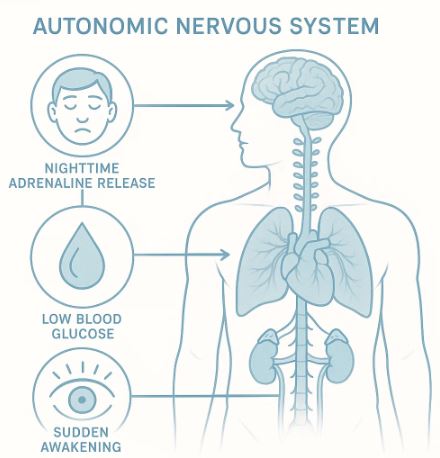 Diagram showing how low night-time glucose triggers an adrenaline surge and causes sudden awakening