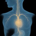 Illustration of the vagus nerve running from brain to body, symbolizing vagal dysautonomia and stress regulation.