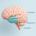 Illustration of the human brain showing pathways and regions linked to acetylcholine, norepinephrine, and epinephrine functions.