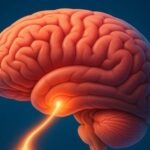 Medical illustration of the brain’s hypothalamus and pituitary gland producing oxytocin, represented by soft glowing light and a calm color palette.